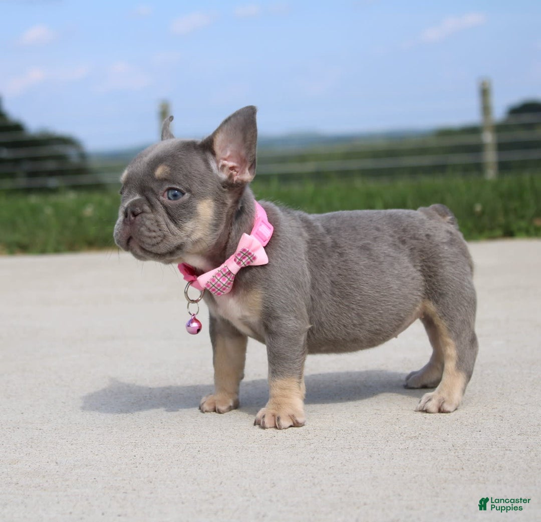 French Bulldog dogs for sale: French Bulldog 6 puppies - Image 5