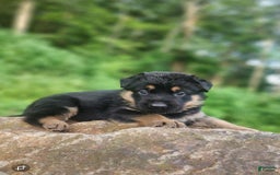 German Shepherd dogs for sale: Kimber - Image 19