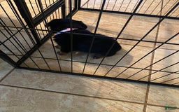 Rottweiler dogs for sale: F1 - Image 2