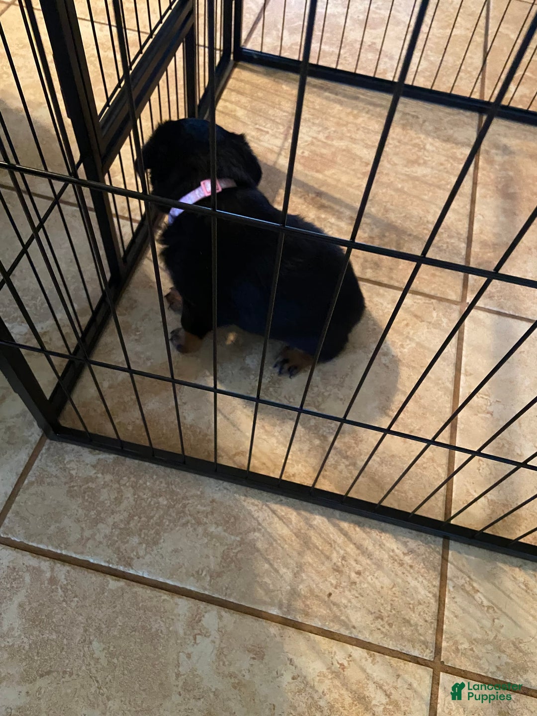 Rottweiler dogs for sale: F1 - Image 2