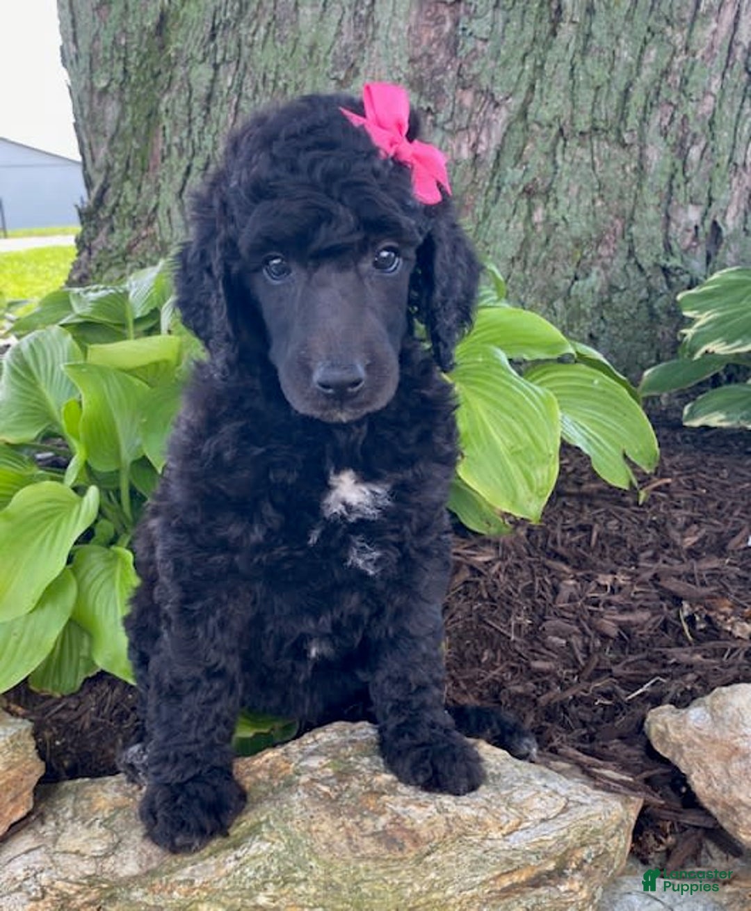 Standard Poodle dogs for sale: Rosebud - Image 2