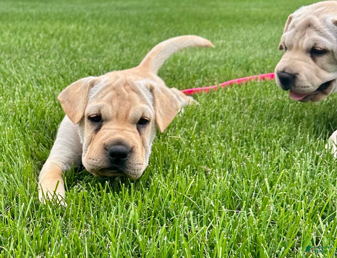Mini Hippo dogs for sale: Delilah - Image 14
