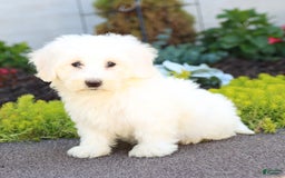 Maltipoo dogs for sale: Maltipoo 8 puppies - Image 6