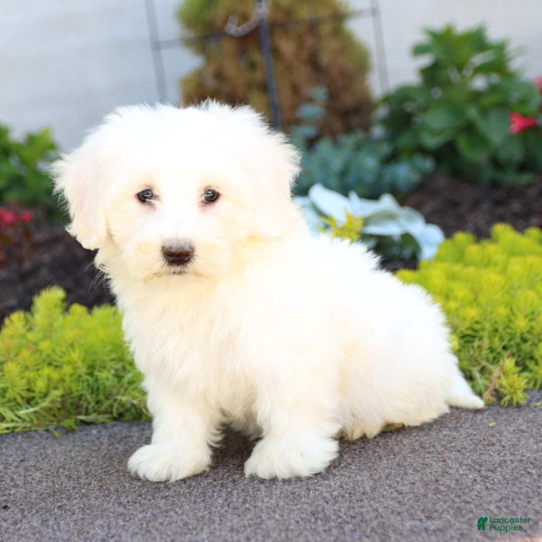 Maltipoo dogs for sale: Maltipoo 8 puppies - Image 6