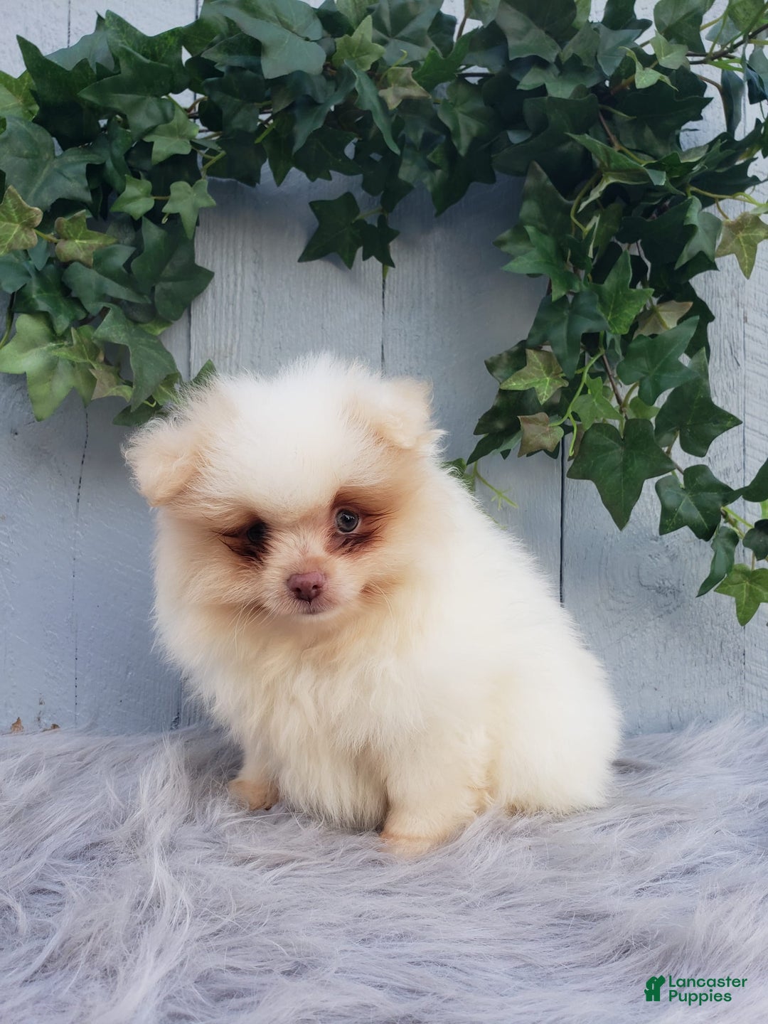 Pomeranian dogs for sale: Brody - Image 4