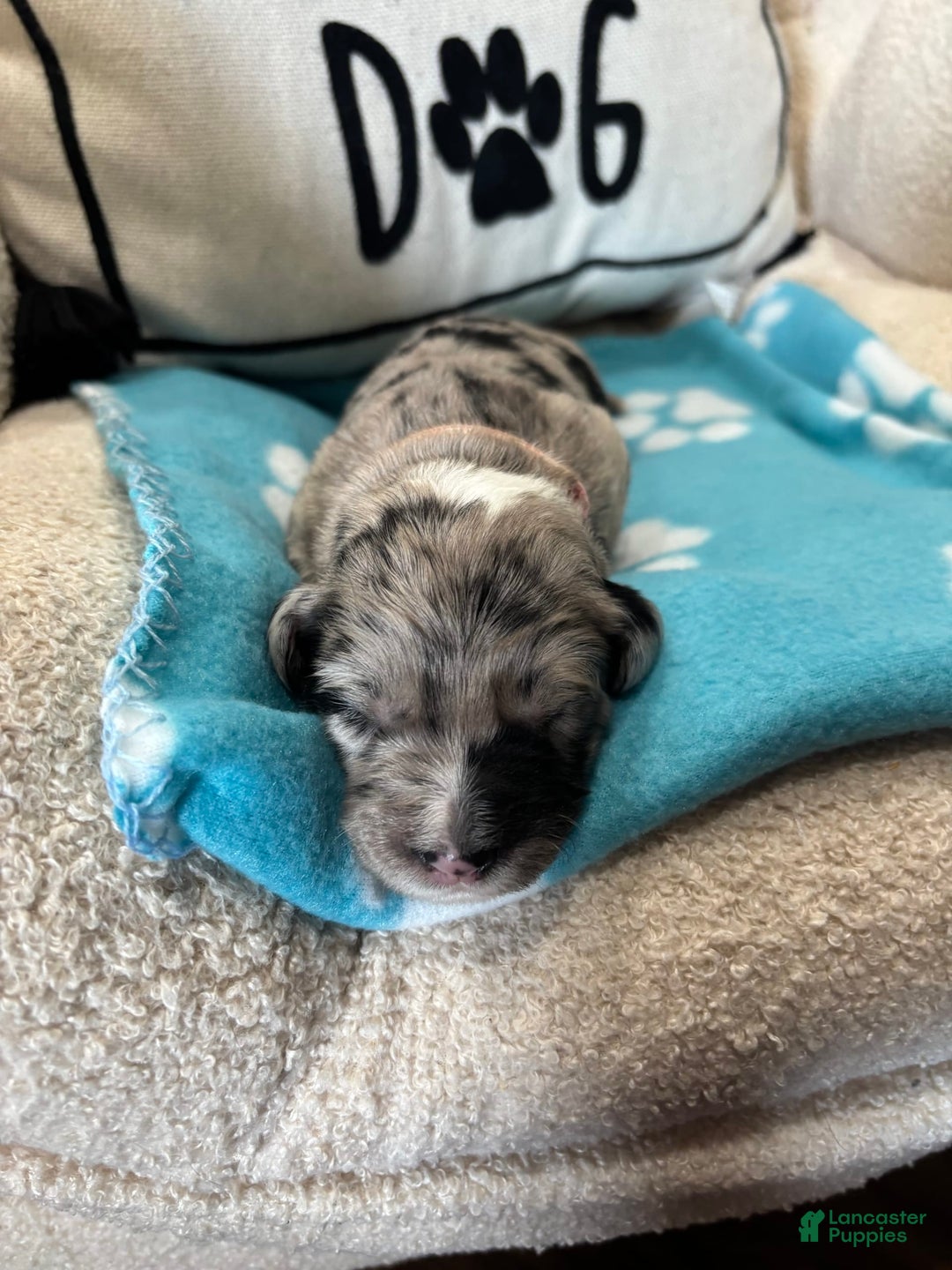Old English Sheepdog dogs for sale: Light Pink Girl - Image 7
