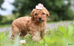 Goldendoodle dogs for sale: Holly - Image 4