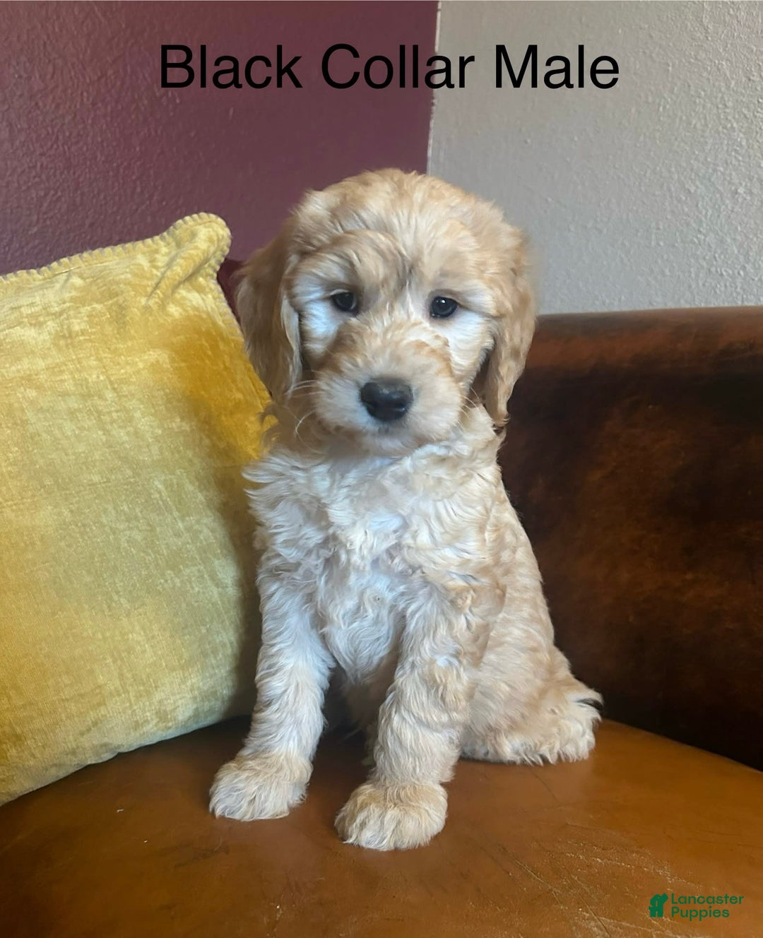 Goldendoodle dogs for sale: Goldendoodle 6 puppies - Image 3