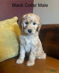 Black Collar Male Percy