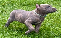 Cane Corso dogs for sale: Bella - Image 9