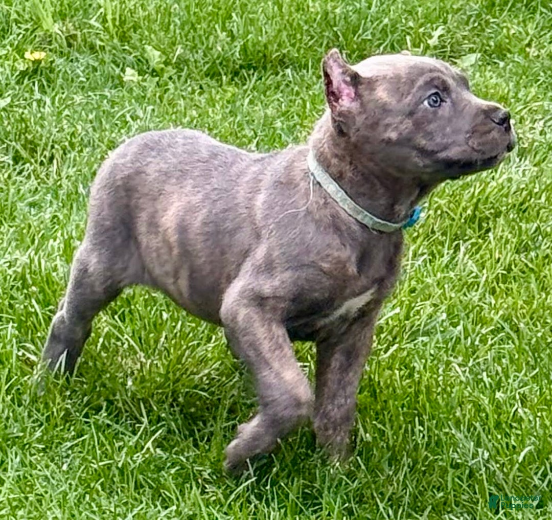 Cane Corso dogs for sale: Bella - Image 9