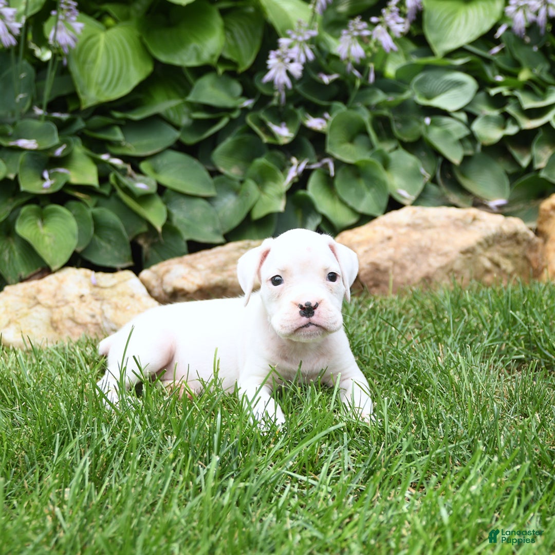 Boxer dogs for sale: Diamond - Image 5
