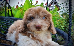 Havapoo dogs for sale: Bambam - Image 2