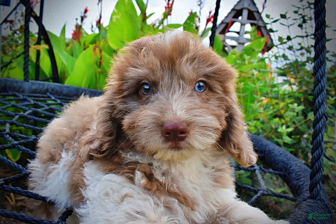 Havapoo dogs for sale: Bambam - Image 2