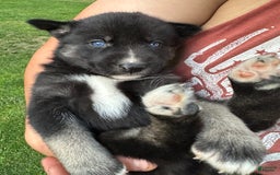 Gerberian Shepsky dogs for sale: Pixy - Image 16