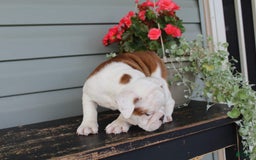 English Bulldog dogs for sale: Ruffles - Image 9