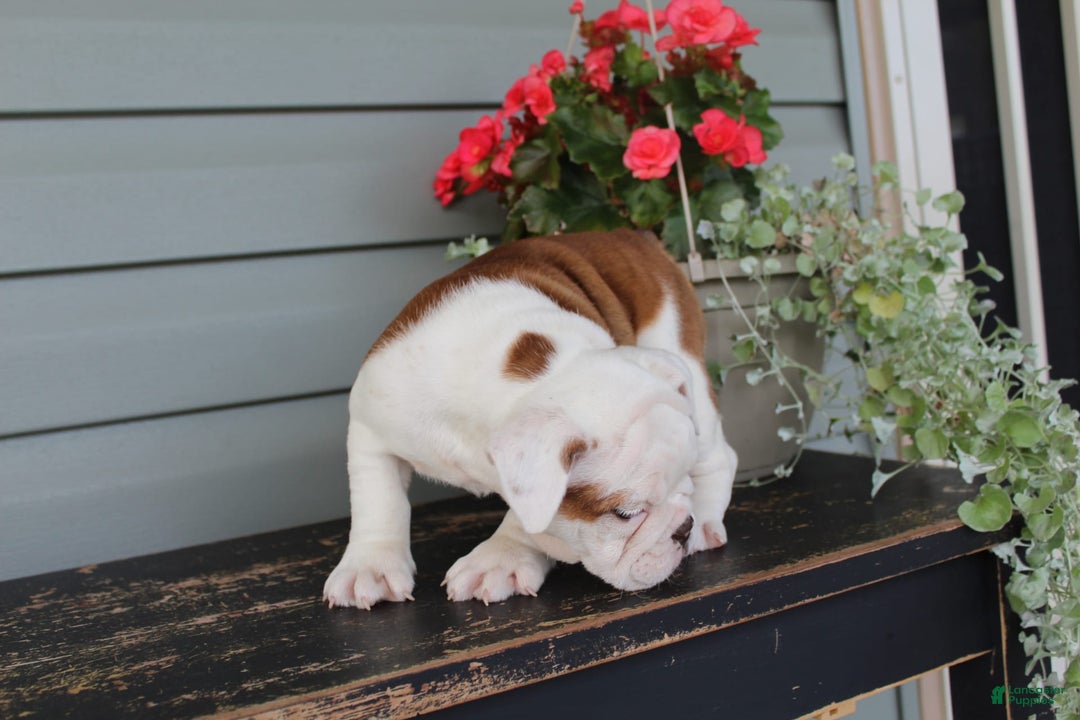 English Bulldog dogs for sale: Ruffles - Image 9