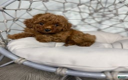 Toy Poodle dogs for sale: Potter - Image 2