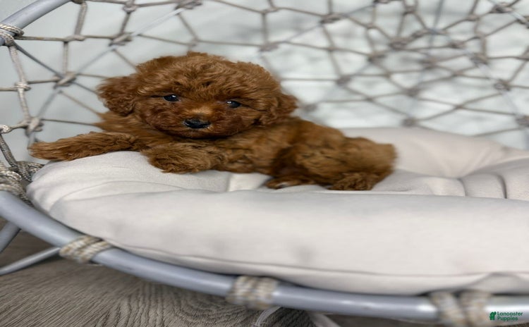 Toy Poodle dogs for sale - Ad 1