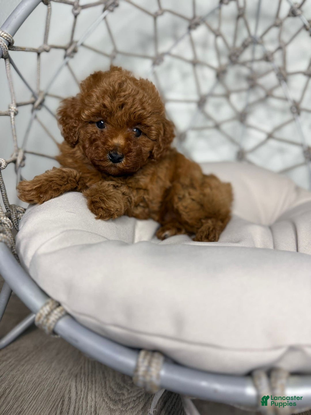 Toy Poodle dogs for sale: Potter - Image 2