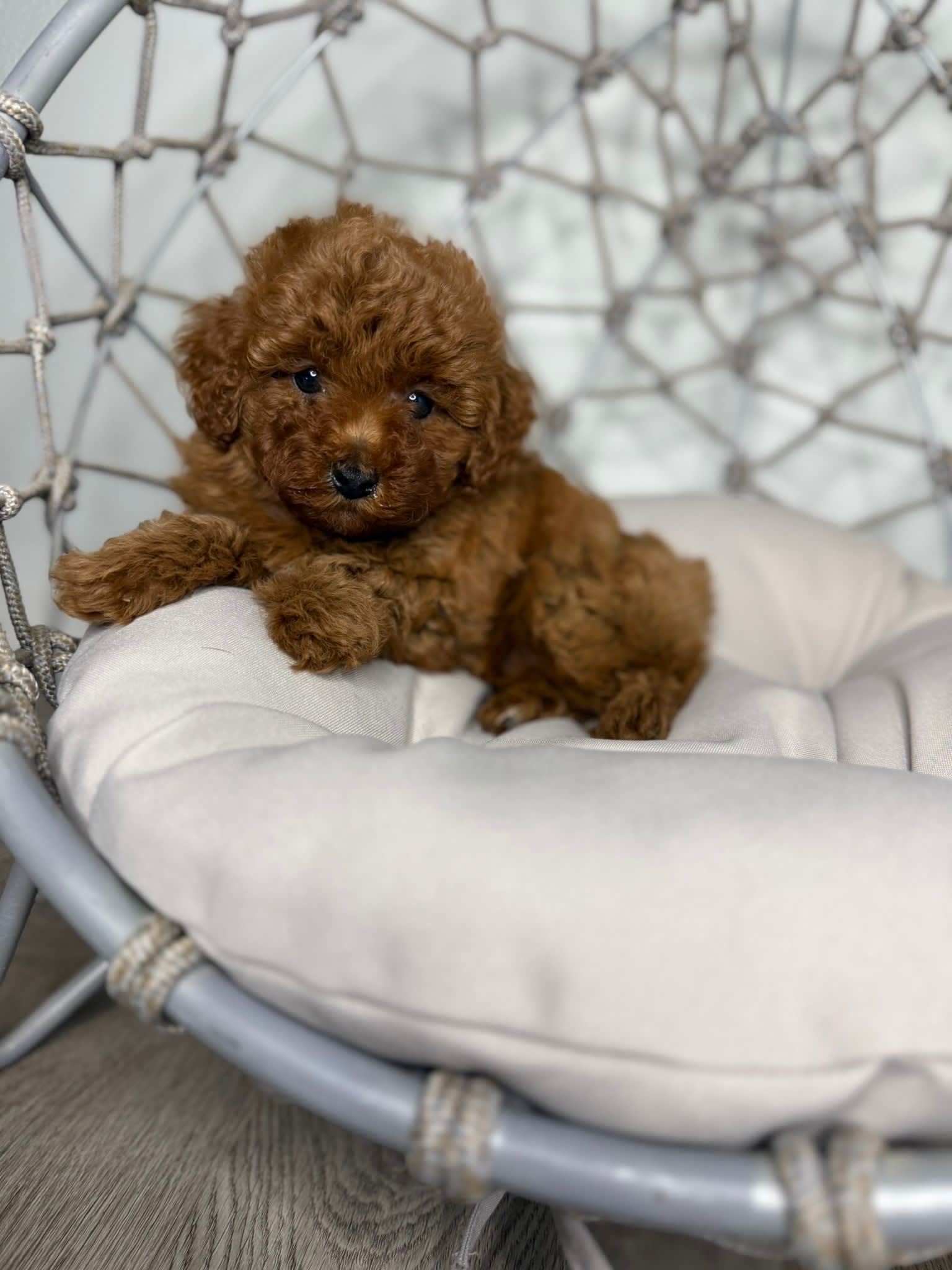 Toy Poodle dogs for sale - Ad 1