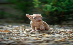 Chihuahua dogs for sale: Chihuahua 5 puppies - Image 16