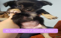 Chihuahua dogs for sale: Amy Rose - Image 2
