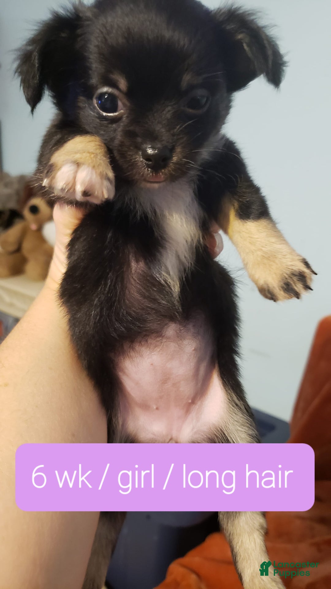 Chihuahua dogs for sale: Amy Rose - Image 2