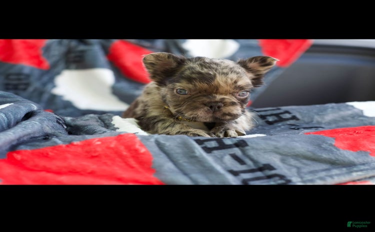 French Bulldog dogs for sale - Ad 1