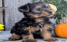 Yorkshire Terrier dogs for sale: Chandler - Image 1