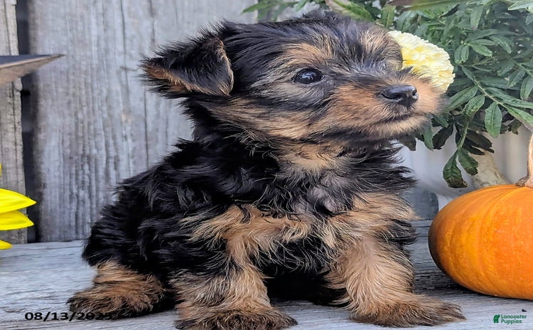 Yorkshire Terrier dogs for sale - Ad 1