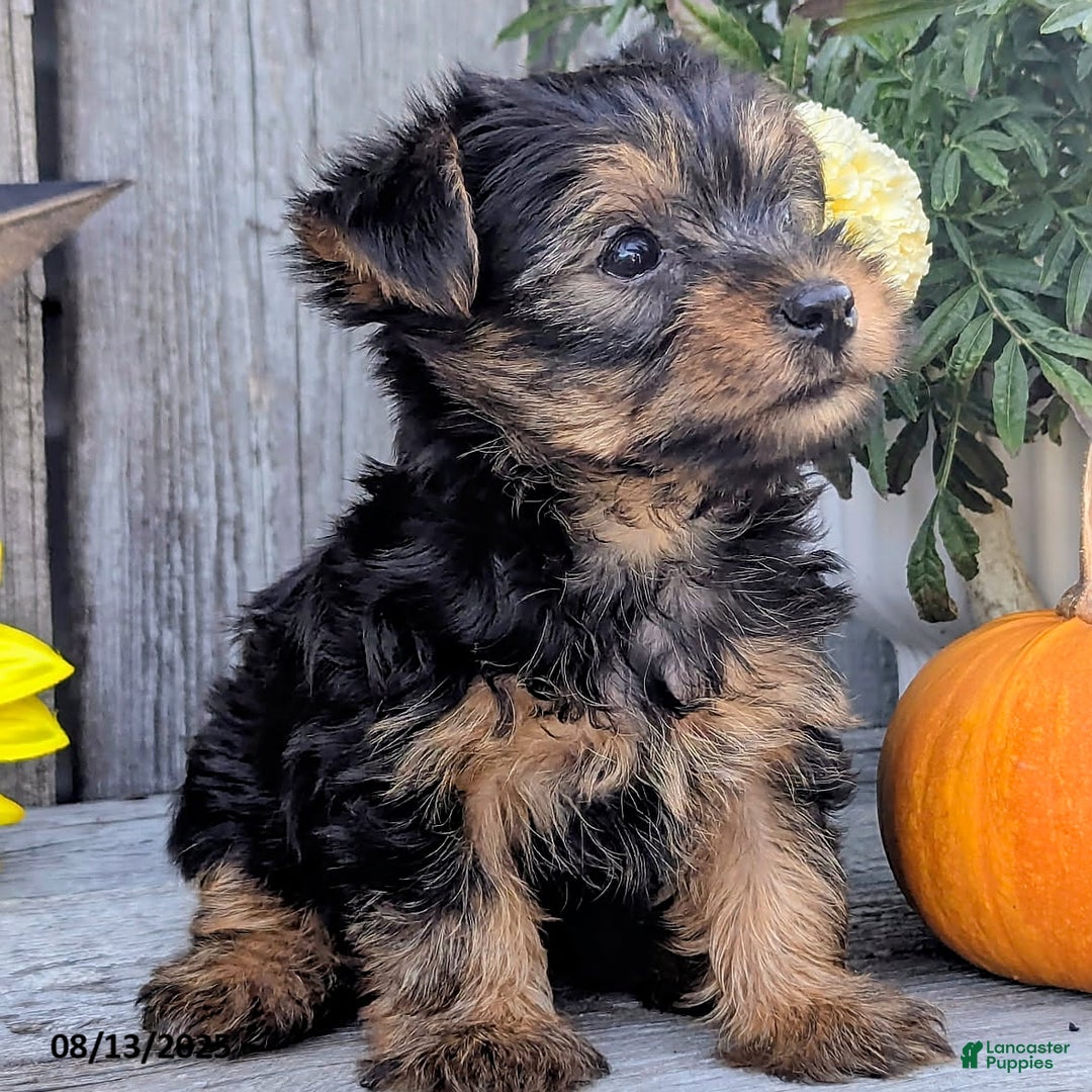 Yorkshire Terrier dogs for sale: Chandler - Image 1