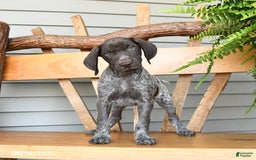 German Shorthaired Pointer dogs for sale: Bear - Image 3