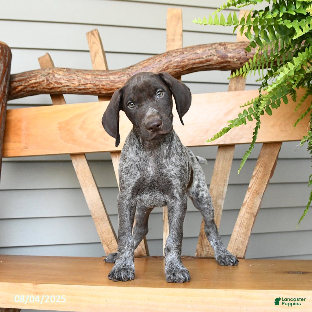 German Shorthaired Pointer dogs for sale: Bear - Image 3