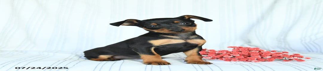 Bruno