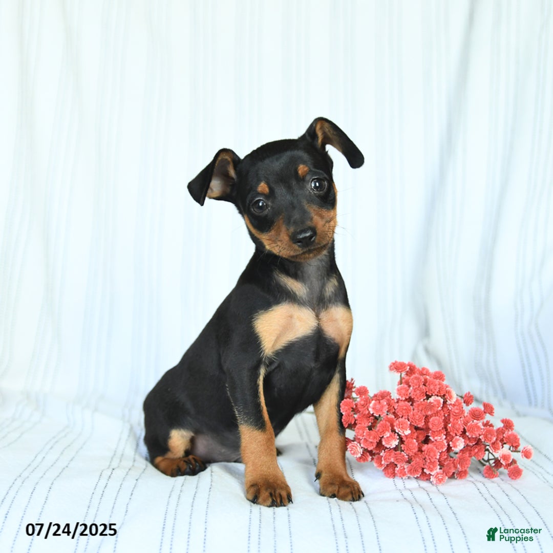 Miniature Pinscher dogs for sale: Bruno - Image 2