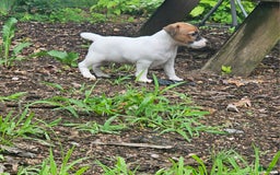 Jack Russell Terrier dogs for sale: Alex - Image 2