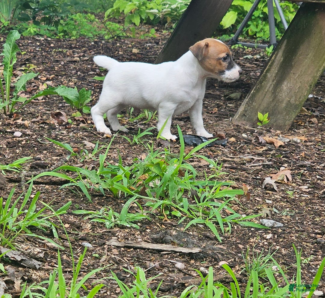 Jack Russell Terrier dogs for sale: Alex - Image 2
