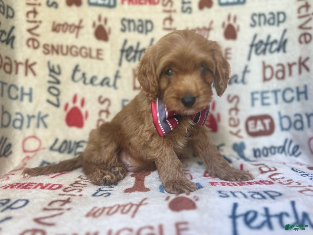 Cavapoo dogs for sale: Trooper - Image 9