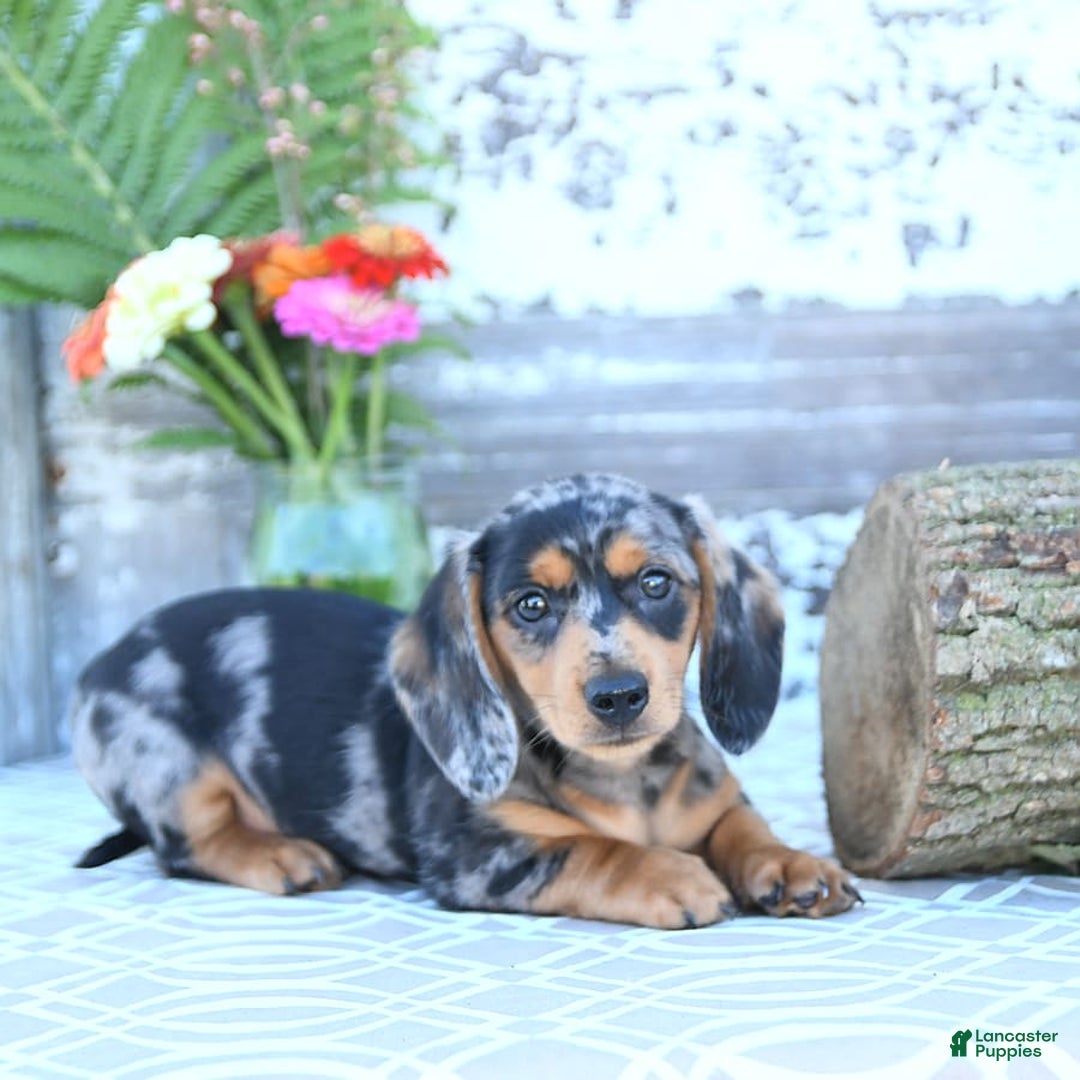 Miniature Dachshund dogs for sale: Tommy - Image 7