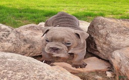 English Bulldog dogs for sale: Velour - Image 11