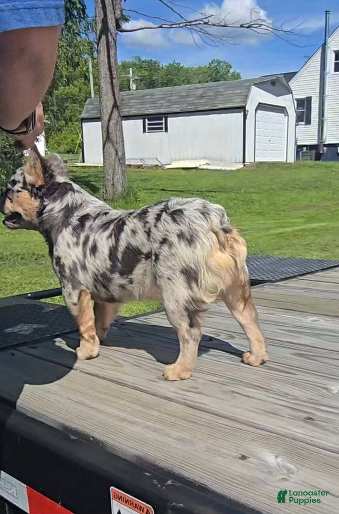 French Bulldog dogs for sale: Sonic - Image 1