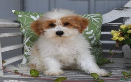 Lhasapoo dogs for sale: Cobi - Image 6