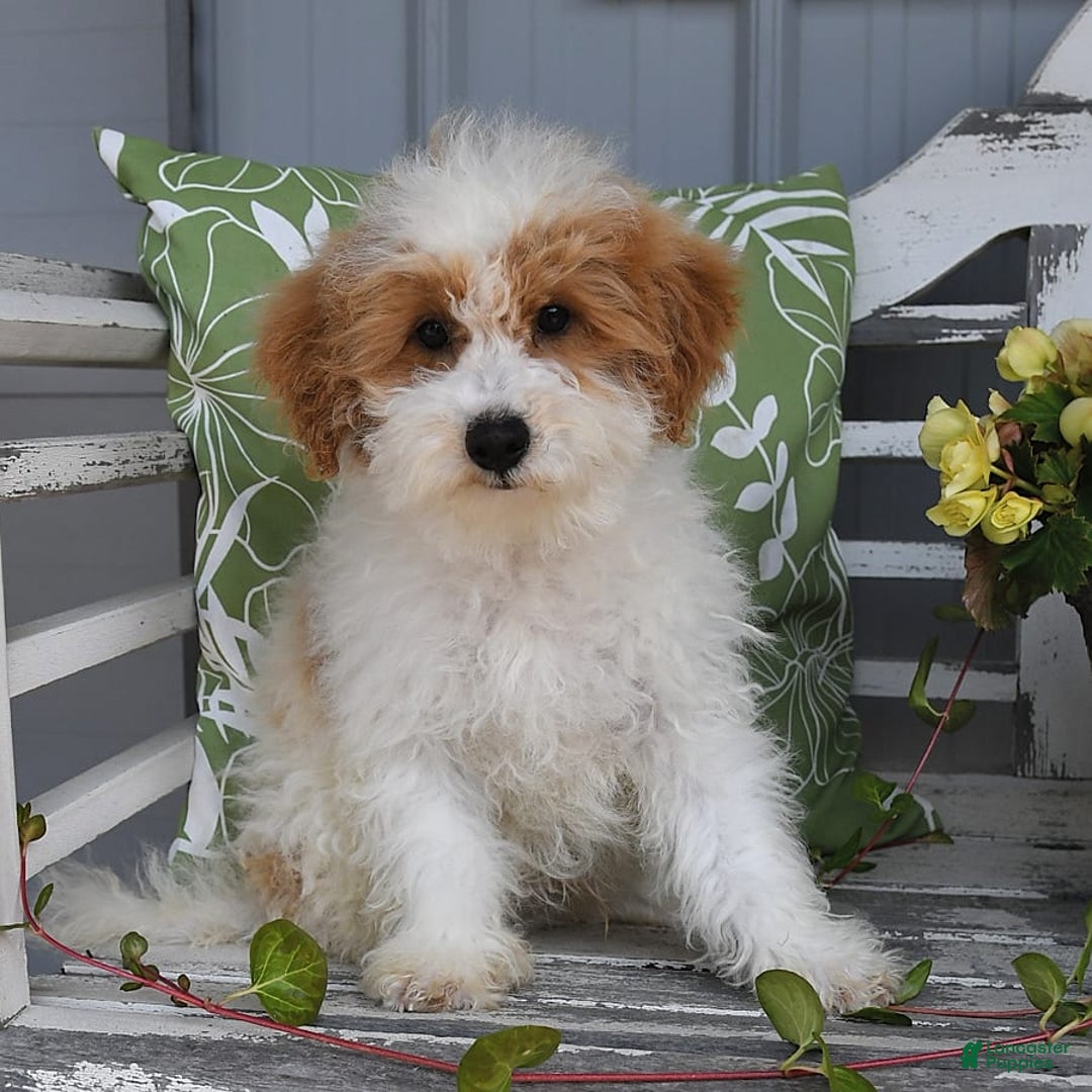 Lhasapoo dogs for sale: Cobi - Image 6
