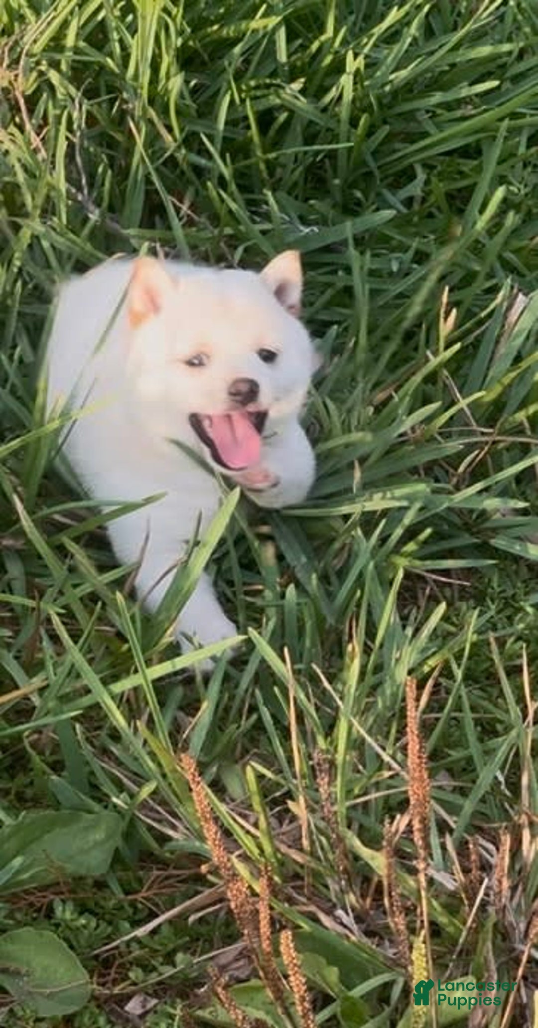 Shiba Inu dogs for sale: Butterfly - Image 1