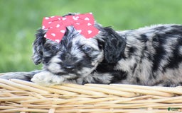 Mini Goldendoodle dogs for sale: Darien - Image 3