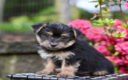 Morkie dogs for sale: Bandit - Image 1