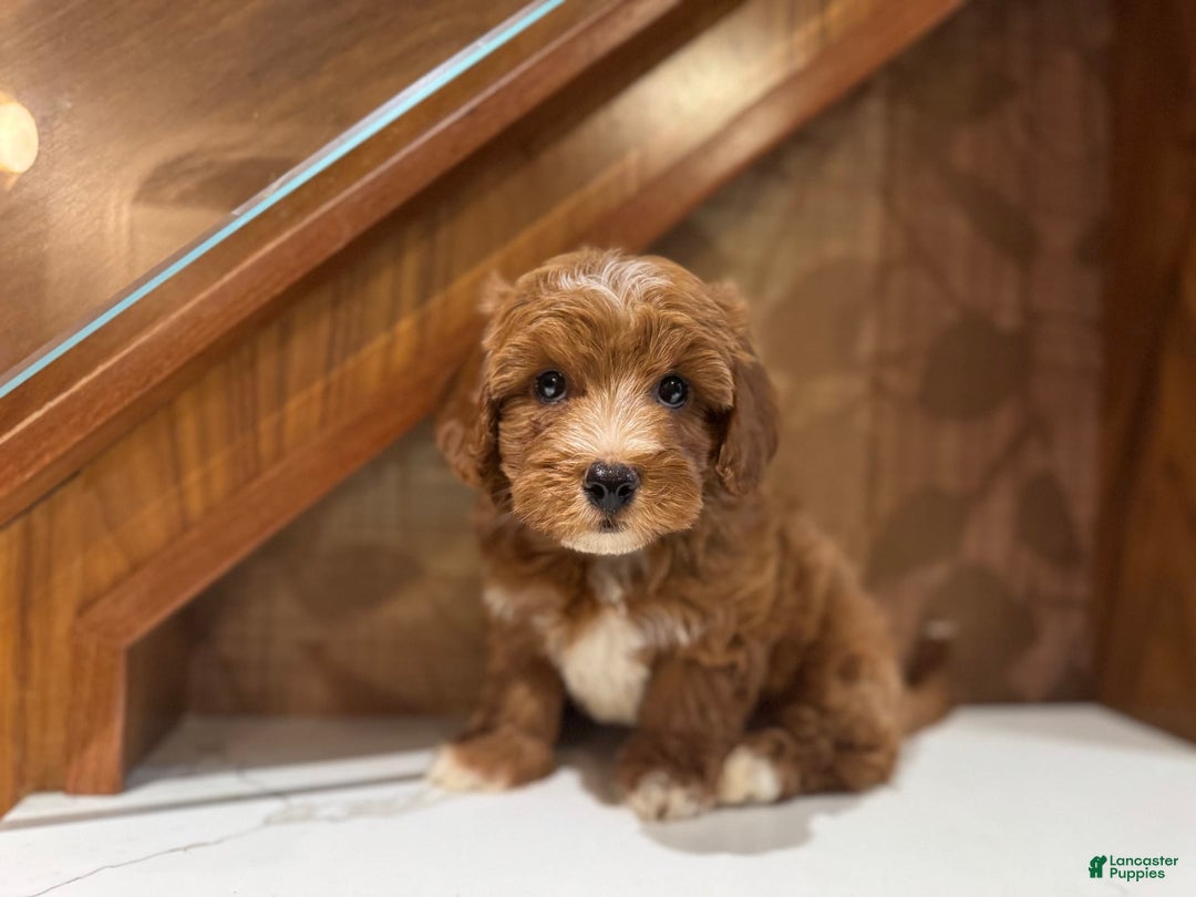 Cavapoo dogs for sale: Jake - Image 4