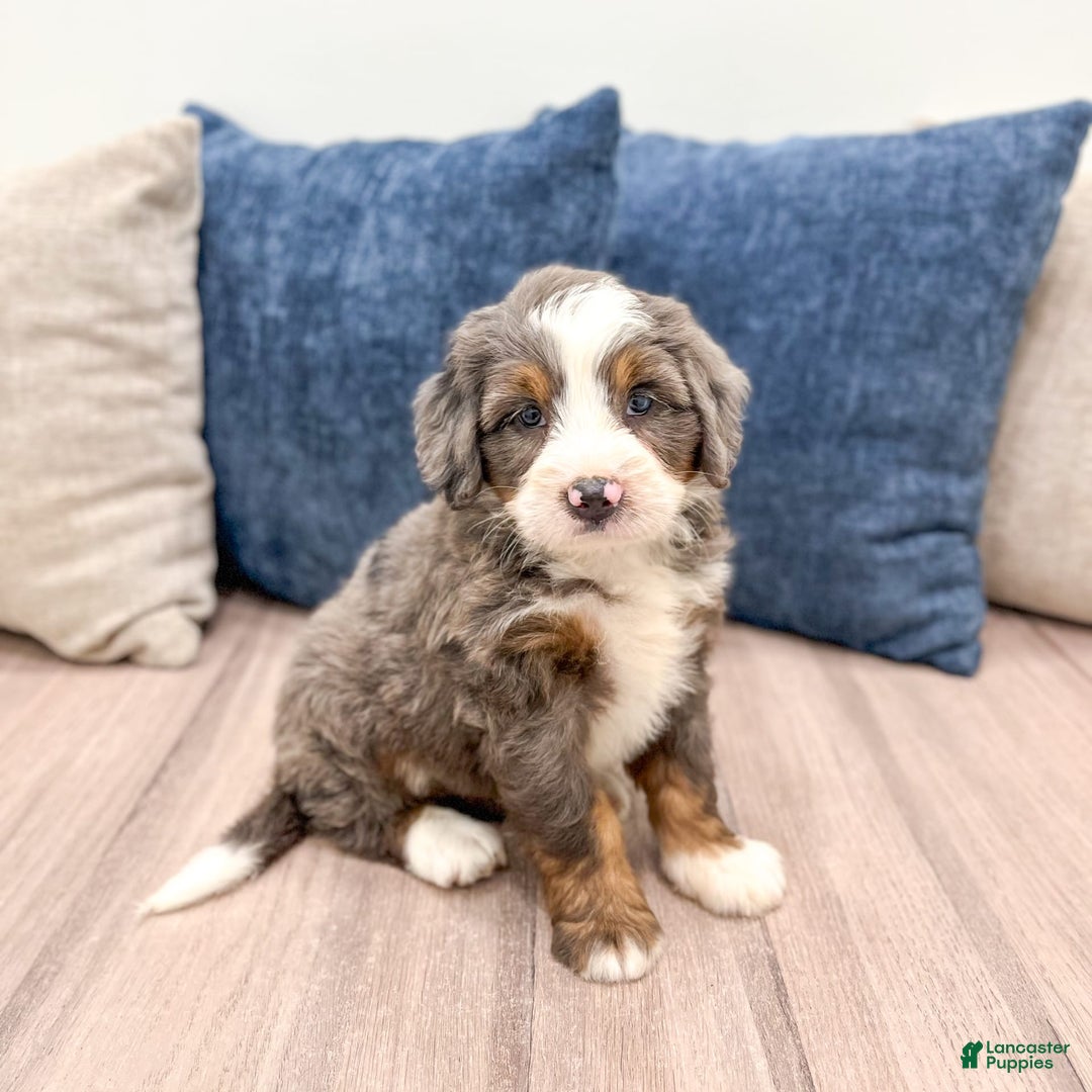 Mini Bernedoodle dogs for sale: Archie - Image 8