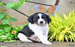 English Springer Spaniel dogs for sale: Lee - Image 1